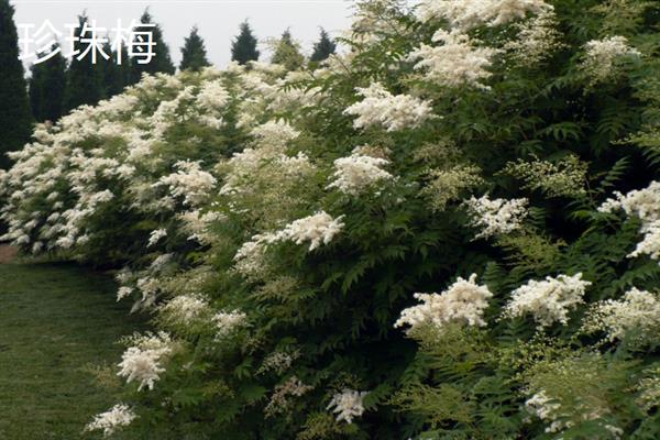 贮藏苗木的要点，可以用细沙填埋用沟藏