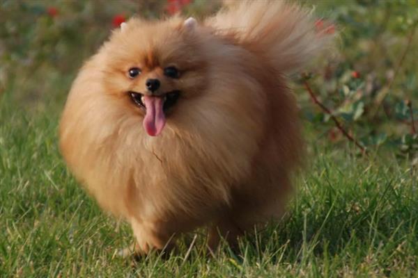 博美犬的寿命是多久，通常在14-18岁不等