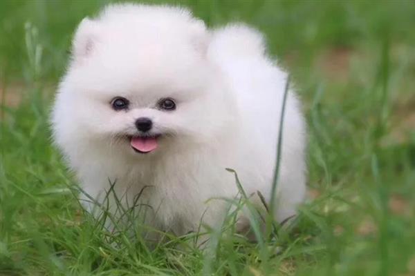 博美犬的寿命是多久，通常在14-18岁不等