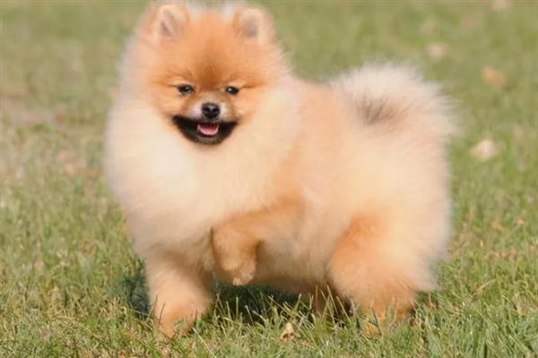 博美犬的寿命是多久，通常在14-18岁不等