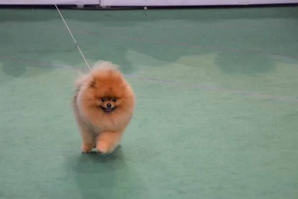 博美犬的寿命是多久，通常在14-18岁不等
