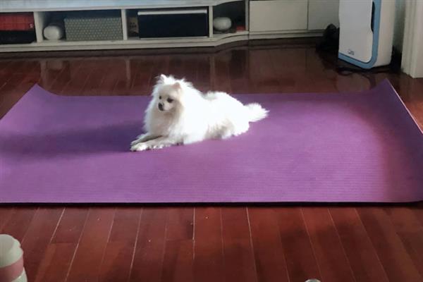 博美犬的寿命是多久，通常在14-18岁不等
