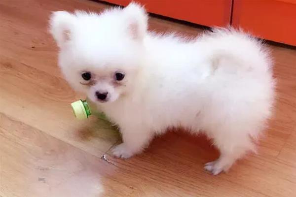 博美犬的寿命是多久，通常在14-18岁不等