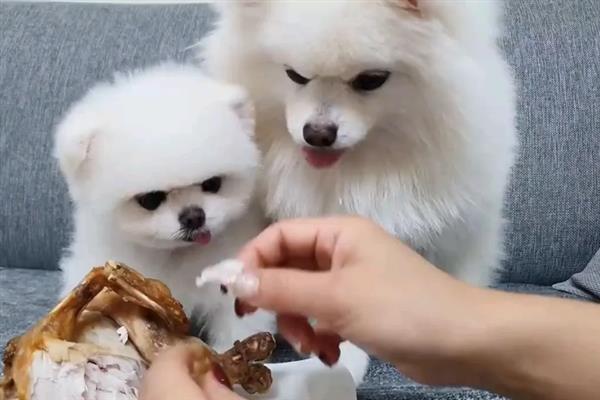 博美犬的寿命是多久，通常在14-18岁不等
