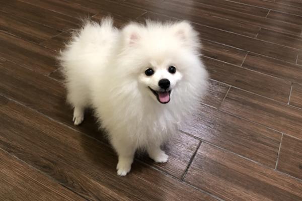 博美犬的寿命是多久，通常在14-18岁不等