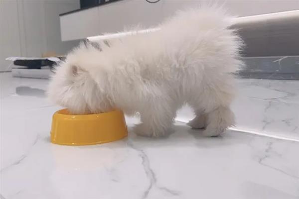 博美犬的寿命是多久，通常在14-18岁不等