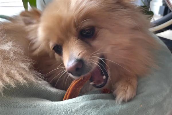 博美犬的寿命是多久，通常在14-18岁不等