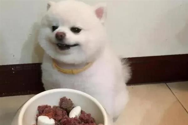 博美犬的寿命是多久，通常在14-18岁不等