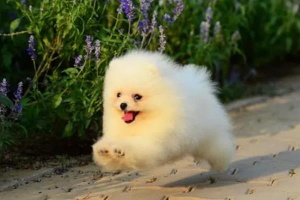博美犬的寿命是多久，通常在14-18岁不等