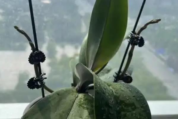 蝴蝶兰叶片上有黏液的原因，可能是感染了细菌或浇水不当所致