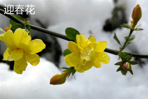 探春花的种类，只有一个品种