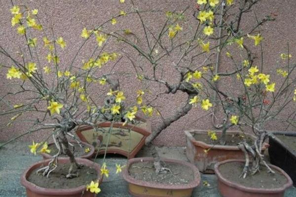 探春花的种类，只有一个品种