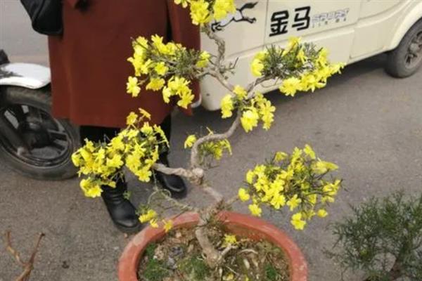 探春花的种类，只有一个品种