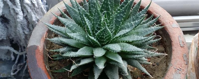 条纹十二卷如何养殖,适宜的生长温度为15-32℃