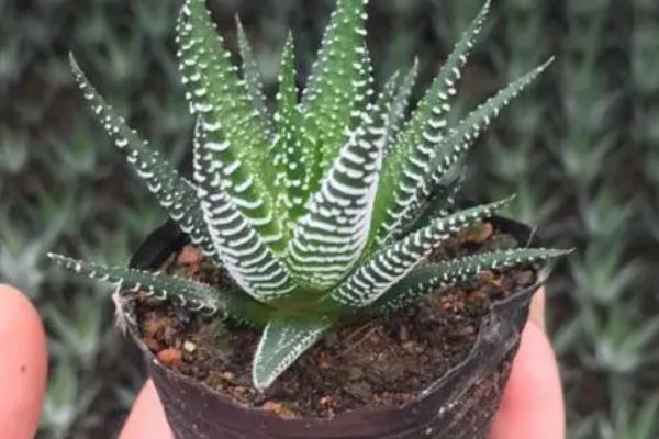 条纹十二卷如何养殖，适宜的生长温度为15-32℃