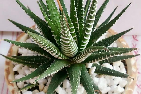 条纹十二卷如何养殖，适宜的生长温度为15-32℃