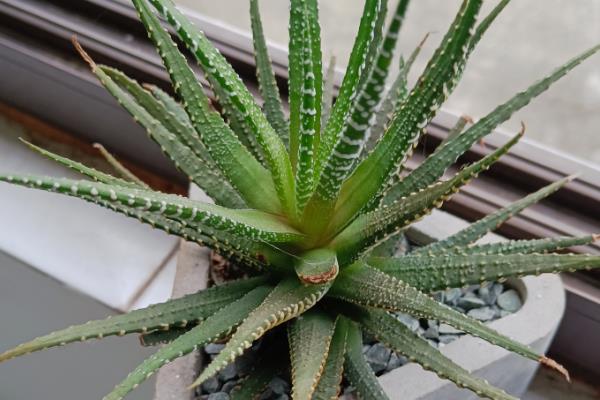 条纹十二卷如何养殖，适宜的生长温度为15-32℃