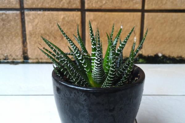 条纹十二卷如何养殖，适宜的生长温度为15-32℃