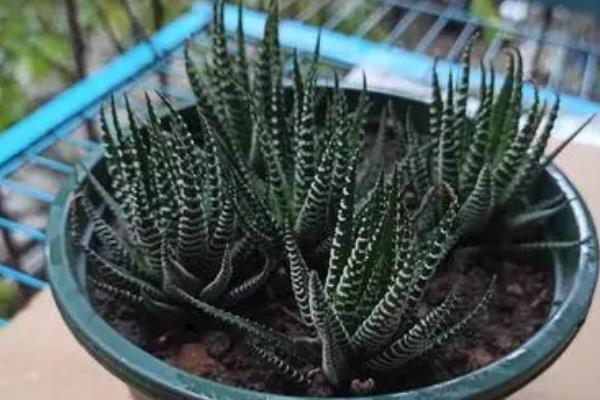 条纹十二卷如何养殖，适宜的生长温度为15-32℃