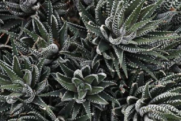 条纹十二卷如何养殖，适宜的生长温度为15-32℃