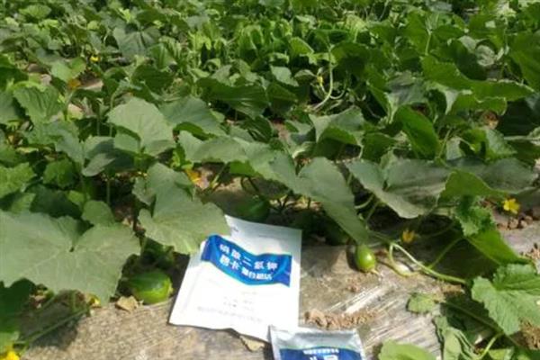 甜瓜膨大期怎么施肥，秉持薄肥勤施的原则