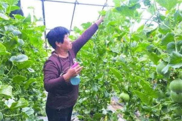 甜瓜膨大期怎么施肥，秉持薄肥勤施的原则