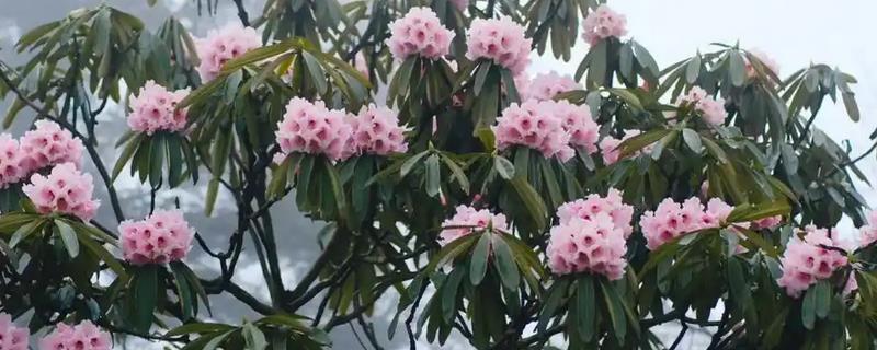 高山杜鹃能不能养活，使用疏松、腐殖质丰富的土壤便可存活