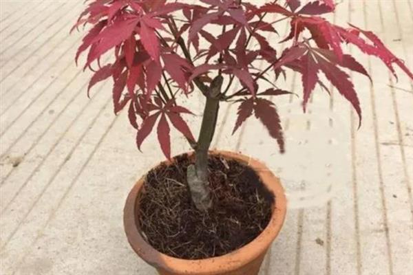 红枫叶子变绿的原因，缺少肥料、光照不足是主要因素