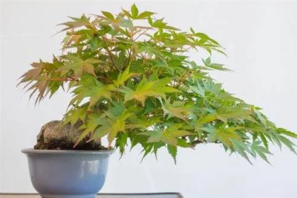 红枫叶子变绿的原因，缺少肥料、光照不足是主要因素