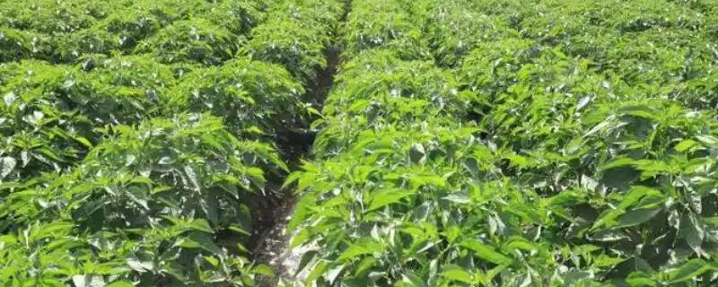 怎么种植辣椒，适宜的生长温度为20-30℃