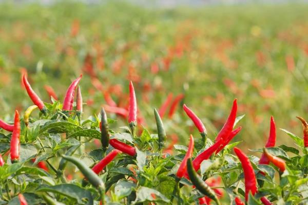 怎么种植辣椒，适宜的生长温度为20-30℃