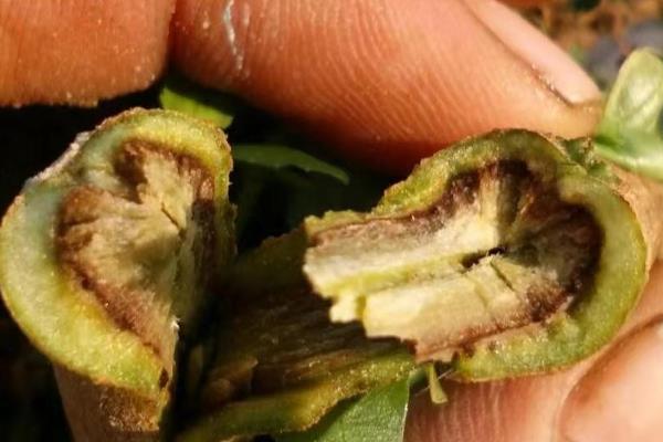 怎么种植辣椒，适宜的生长温度为20-30℃