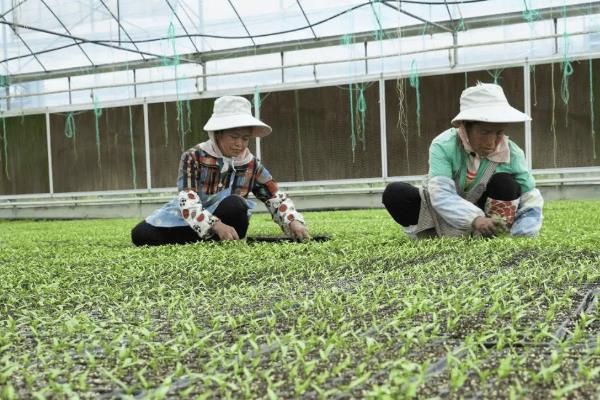 怎么种植辣椒，适宜的生长温度为20-30℃