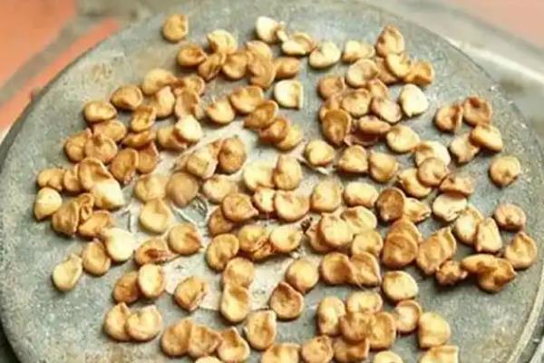怎么种植辣椒，适宜的生长温度为20-30℃