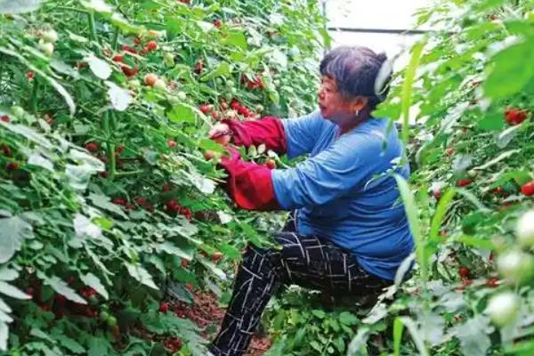 圣女果的采摘方法，戴上棉柔手套后用指尖掐下果柄即可