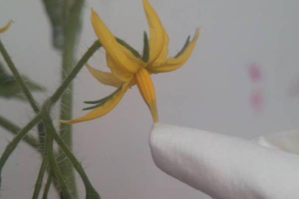 圣女果的采摘方法，戴上棉柔手套后用指尖掐下果柄即可