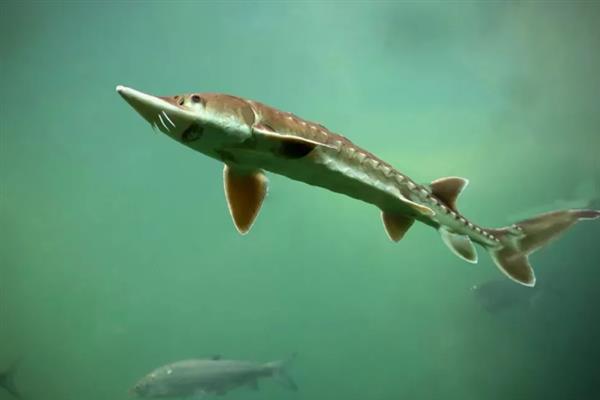 鲟鱼吃哪些饲料,海洋环境中以鱼类为主