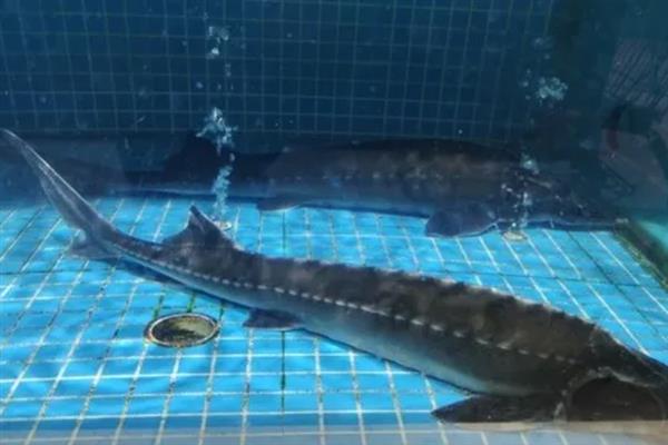 鲟鱼吃哪些饲料,海洋环境中以鱼类为主