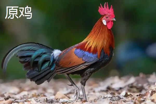茶花鸡和原鸡有何区别，前者是选育而成、后者是保护动物