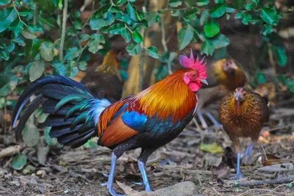 茶花鸡和原鸡有何区别，前者是选育而成、后者是保护动物