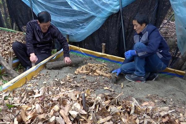 天麻怎么种植，土壤要保持湿润