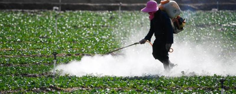 甲维盐防治哪些害虫，能打棉蛉虫、盲椿象，蚜虫等
