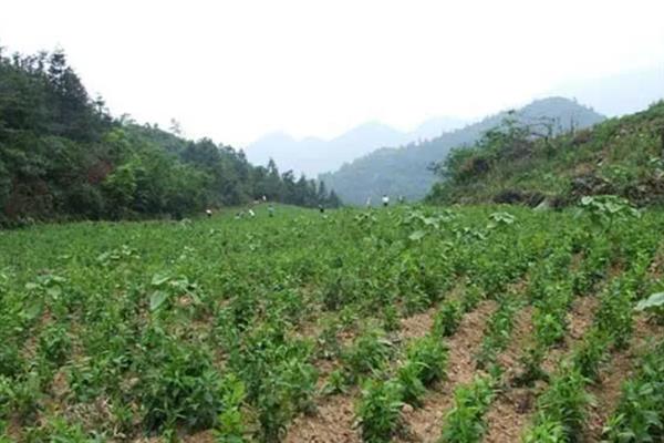 天麻怎么种植，土壤要保持湿润