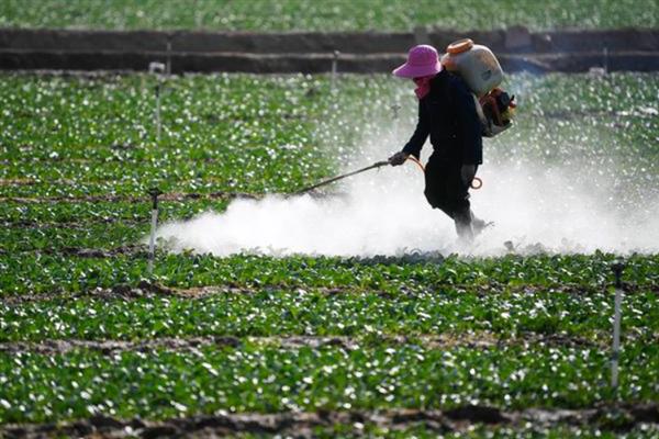 甲维盐防治哪些害虫，能打棉蛉虫、盲椿象，蚜虫等