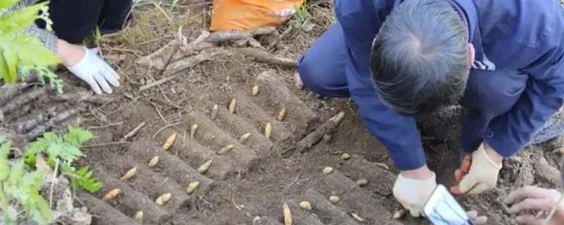 天麻怎么种植，土壤要保持湿润