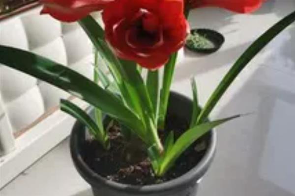 冬季管理对红的方法，缺少光照需开灯补光3-4小时