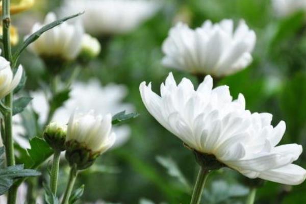 白菊花的花语是什么，寓意真诚、哀悼等