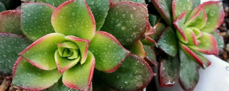 艳日辉怎么养爆盆，首先选择良好透气性的土壤