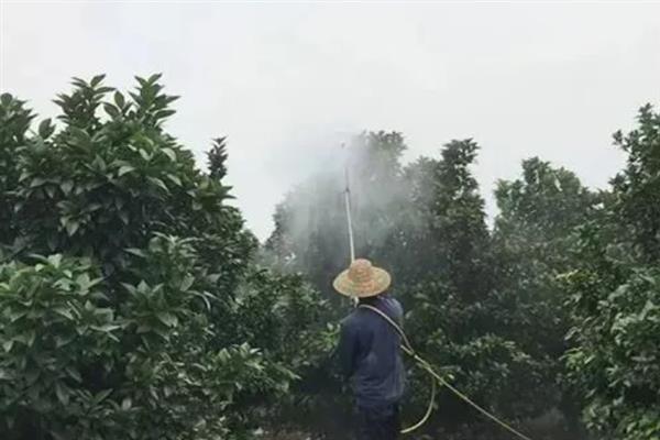 氯噻啉的特点，活性强且不受高温限制、害虫没有抗药性