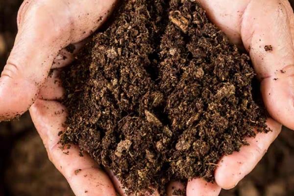 艳日辉怎么养爆盆,首先选择良好透气性的土壤